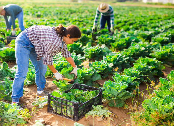 istock Female worker harvesting savoy cabbage on field 1279757489