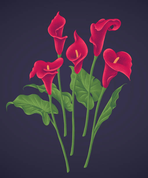 ilustraciones, imágenes clip art, dibujos animados e iconos de stock de conjunto de ilustraciones vectoriales de lirios rojos de calla con follaje verde - alcatraz planta