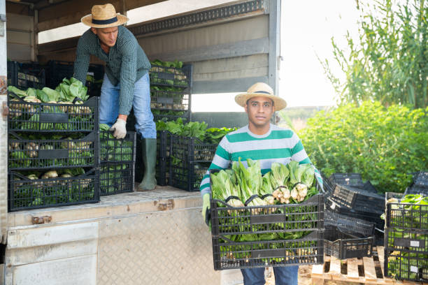 istock Latin american farmer loading harvested bok choy into truck 1279758567