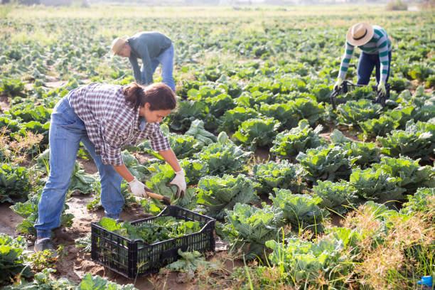 istock Female farmer harvesting savoy cabbage on farm field 1279758640