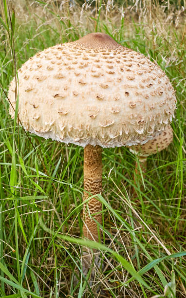 de cerca imagen de seta de sombrilla en hierba. - vertical meadow mushroom vegetable fotografías e imágenes de stock