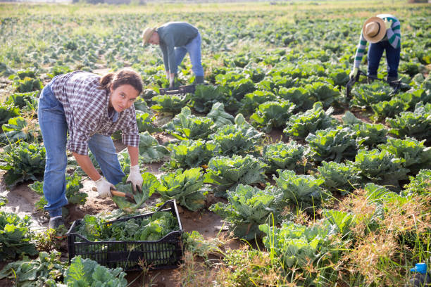 istock Female worker harvesting savoy cabbage on field 1279758647