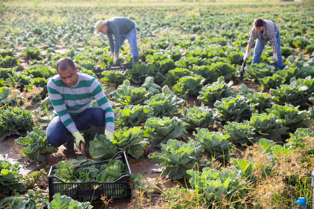 istock Male gardener harvests ripe cabbage on plantation 1279758648