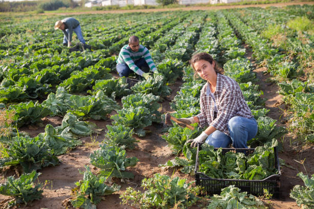 istock Female worker harvesting savoy cabbage on field 1279758672