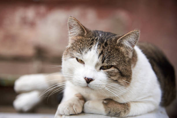 Portrait of a cute homeless cat lying on a bench.Portrait of a cute homeless cat with an open mouth on the background of a stone wall, selective focus.