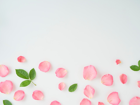 Pink rose petals with leaves on white background