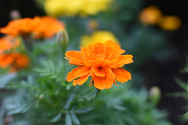 istock Lots of beautiful marigold flowers 1279760552