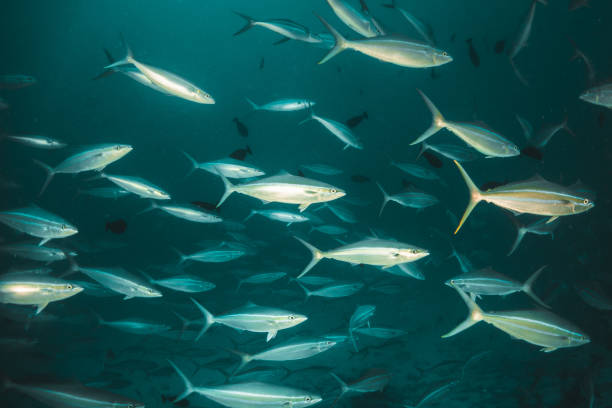 istock Underwater, coral reef and fish school in clear blue water 1279760722