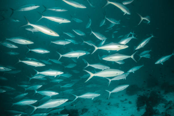 istock Underwater, coral reef and fish school in clear blue water 1279760741