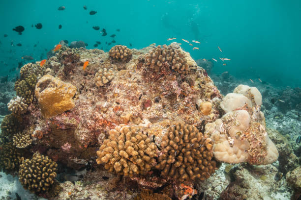 istock Underwater, coral reef and fish school in clear blue water 1279760871