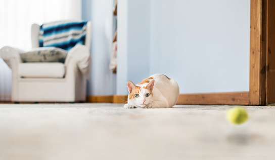 Shot of a cute little cat on floor about to run after a crochet catnip mouse at home