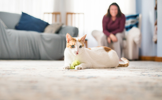 Shot of a beautiful cat sitting on floor with a woman in background at home