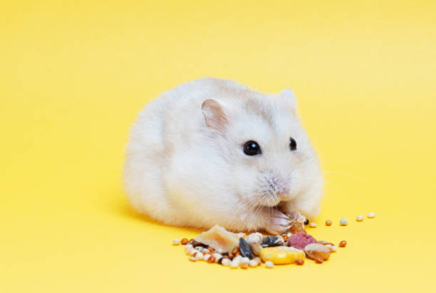 istock A small fluffy hamster eats dry food on yellow background close-up. 1279761025