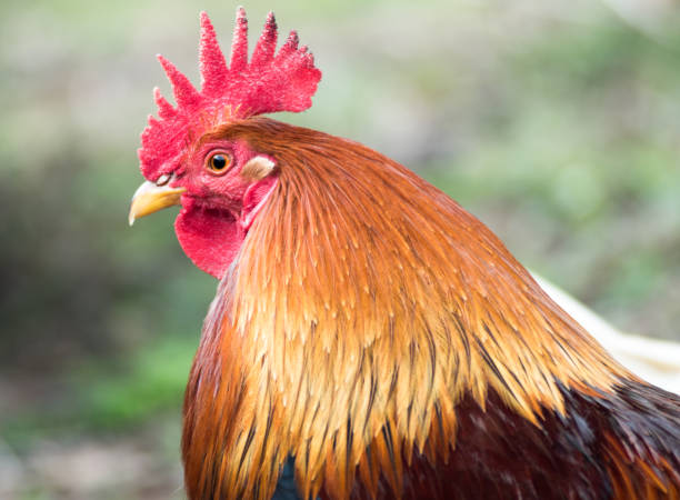 istock Cockerel Portrait Side of Head 1279761034