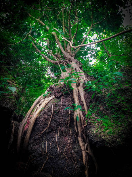 istock top view from the root of a wild tree 1279762120