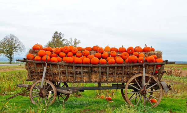 istock Pumpkin and Ancient wagon. Old decorative horse drawn carriage as a creative decorating with gourds in fall. Ripe autumn vegetables in a old wooden cart. 1279762364