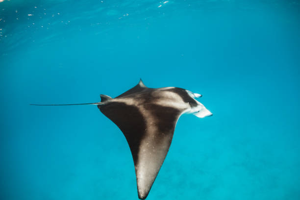 istock Manta Ray in clear blue water 1279762624