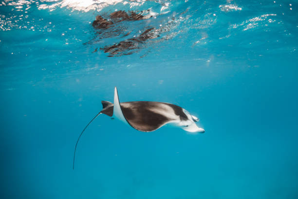 istock Manta Ray in clear blue water 1279762649
