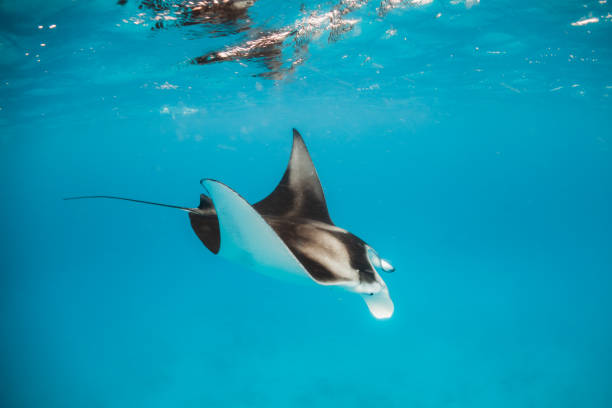 istock Manta Ray in clear blue water 1279762650