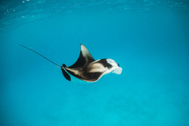 istock Manta Ray in clear blue water 1279762653