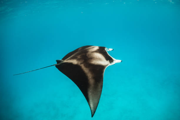 istock Manta Ray in clear blue water 1279762657