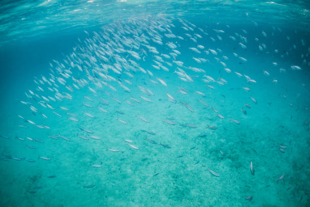 istock School of fish in clear blue water 1279762775