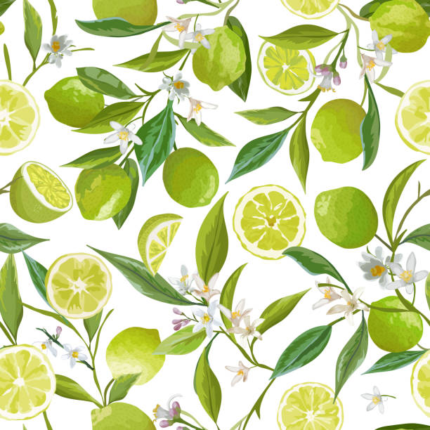 Lime Seamless Fruit Vector Pattern. Floral Citrus Illustration Background. Flowers, Leaves, Limes, Lemons Design Elements. Vintage Romantic Garden Print, Texture, Wallpaper, Backdrop, Textile vector art illustration