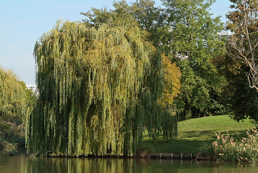 Weeping Willow in a park