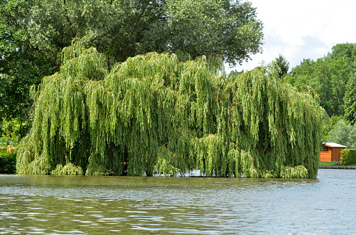 Weeping Willow in a park