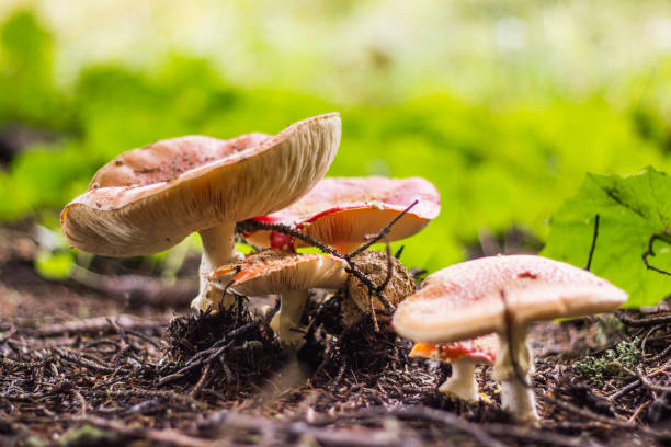 istock Beautiful fungi scenery, autumn in forest 1279763954