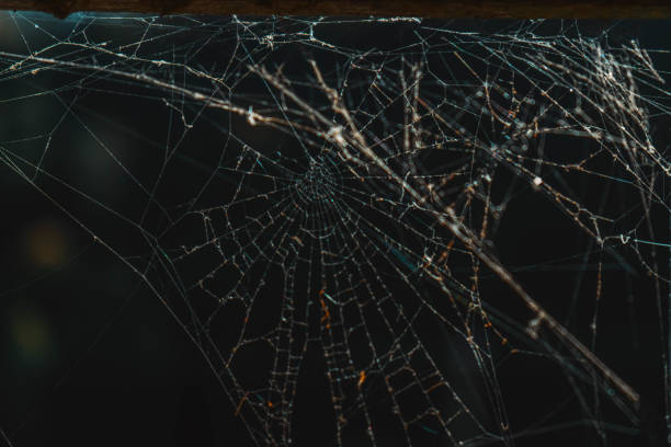 istock Close up: spider net in sunshine stock photo 1279764500