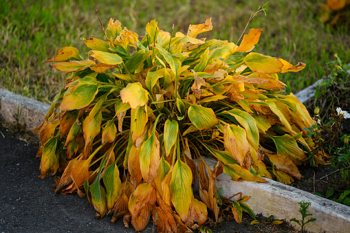 Leaves of hosta plant in autumn season. Selective focus.