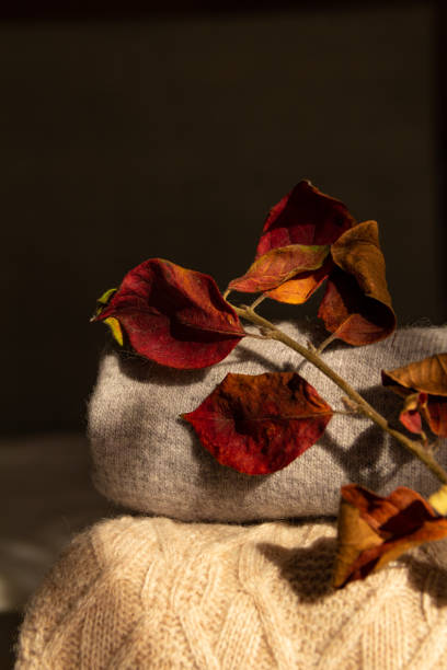 istock Warm woolen sweaters in the morning autumn sun 1279765558