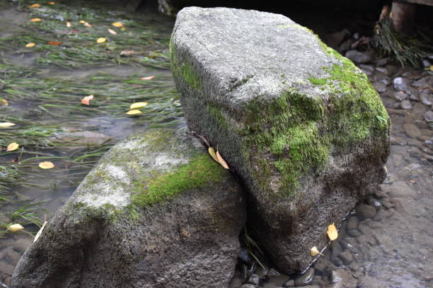istock Mossy stones in the waterways 1279765583