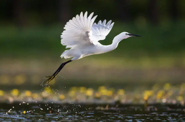 Photo of Little egret flying above the pond.