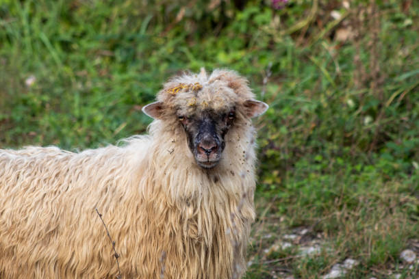 istock A country sheep with a black face 1279765834