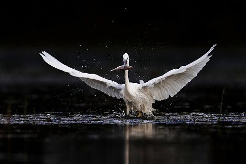 Little egret with spread wings holding a fish in his mouth in a pond.