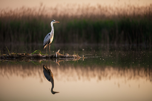 Gray heron in wilderness at a lake.