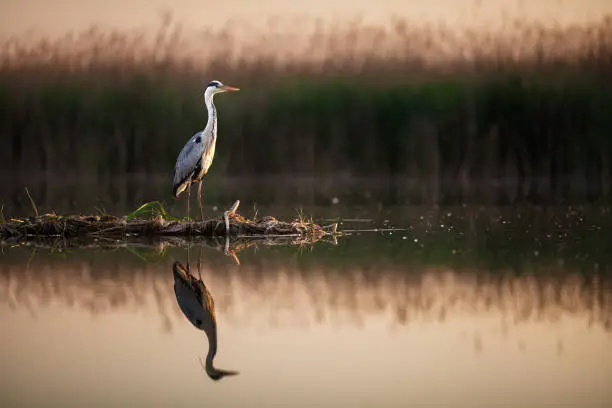 Photo of Gray heron in wilderness at a lake.