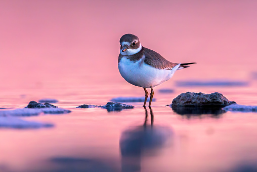 Piping plover in waterin nature.