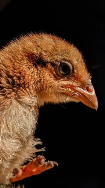 istock The gaze of a chicken 1279772795