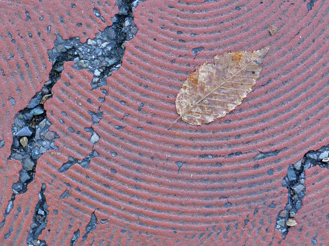 autumnal colored beech leaf on a red patterned pedestrian crossing