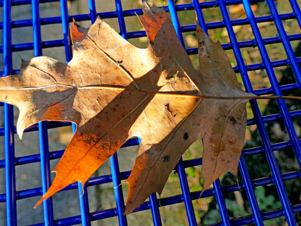 istock autumnal colored maple leaf on a blue grid of a seat 1279774547