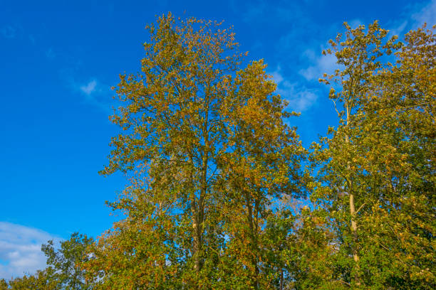istock Fields and trees in a green windy rainy wetland in sunlight under a grey white cloudy sky in autumn 1279775685