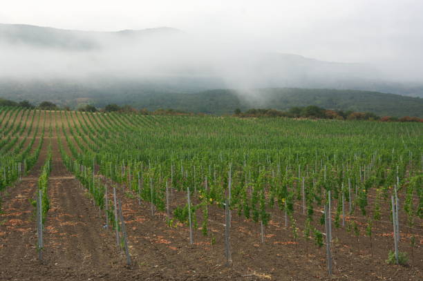 istock Young vineyard against misty mountain 1279775760