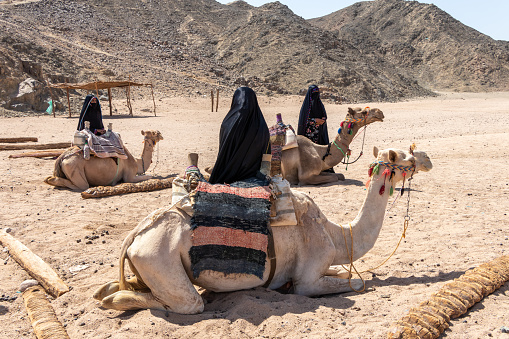 Muslim women dressed in hijabs stand next to camels and wait for tourists in Egypt