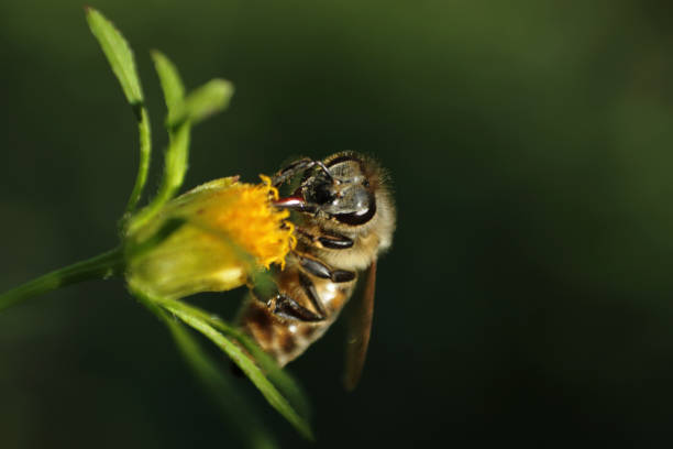 istock Close- up of a bee 1279777116