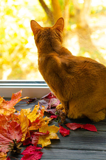 istock Abyssinian cat orange color looking through the window and sitting on the windowsill with autumn fallen yellow leaves. Autumn serenity, warm atmosphere and thanksgiving. 1279777904