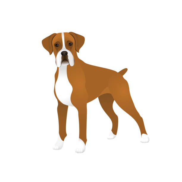 odosobniony kolorowy szczęśliwy stojący niemiecki bokser pies na białym tle. kolor płaski rysunek rasy psa. - white background side view dog boxer stock illustrations
