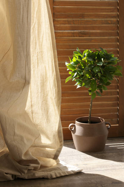 istock Ficus benjamina agaist wooden shutters 1279778985